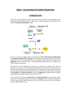 LAB 6 – Fermentation &amp; Cellular Respiration INTRODUCTION