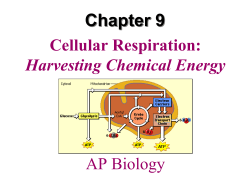 Chapter 9  Cellular Respiration: Harvesting Chemical Energy