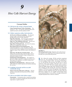 9 How Cells Harvest Energy Concept Outline