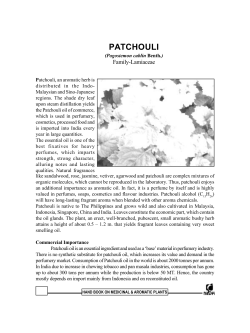 PATCHOULI Family-Lamiaceae