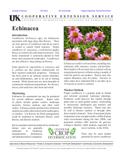 Echinacea Introduction