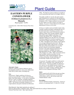 Plant Guide EASTERN PURPLE