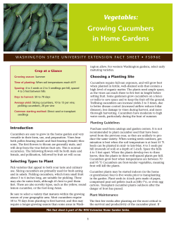 Growing Cucumbers in Home Gardens Vegetables: