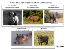 RHINO HORN &amp; ELEPHANT, HIPPOPOTAMUS &amp;WARTHOG IVORY