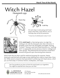 Witch Hazel Hamamelis spp. March Tree-of-the-Month