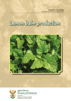 Lemon balm production agriculture, forestry &amp; fisheries ESSENTIAL OIL CROPS