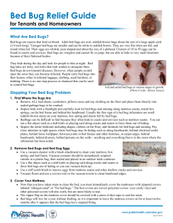 Bed Bug Relief Guide for Tenants and Homeowners  What Are Bed Bugs?