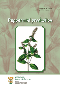 Peppermint production agriculture, forestry &amp; fisheries ESSENTIAL OIL CROPS