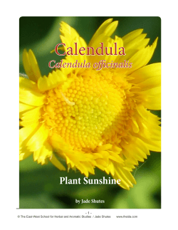 Calendula Plant Sunshine Calendula officinalis by Jade Shutes