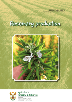 Rosemary production agriculture, forestry &amp; fisheries ESSENTIAL OIL CROPS