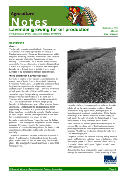 Lavender growing for oil production Background