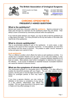 CHRONIC EPIDIDYMITIS The British Association of Urological Surgeons FREQUENTLY-ASKED QUESTIONS