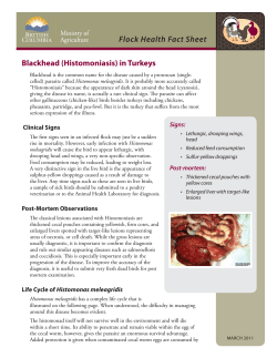 Flock Health Fact Sheet Blackhead (Histomoniasis) in Turkeys