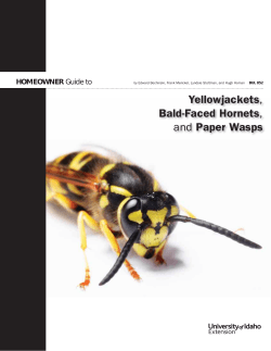 Yellowjackets, Bald-Faced Hornets, and Paper Wasps HOMEOWNER