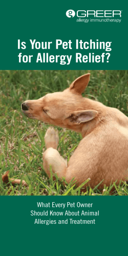 Is Your Pet Itching for Allergy Relief? What Every Pet Owner