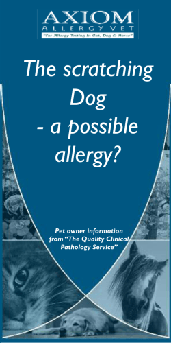The scratching Dog - a possible allergy?