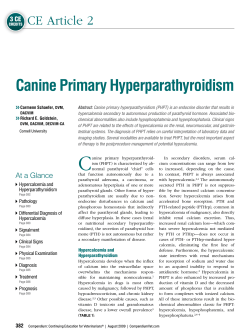 C  Canine Primary Hyperparathyroidism CE Article 2