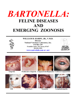 BARTONELLA:  FELINE DISEASES AND