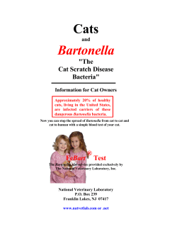 Cats Bartonella