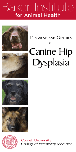 Baker Institute Canine Hip Dysplasia for Animal Health