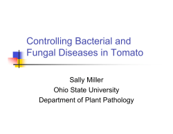 Controlling Bacterial and Fungal Diseases in Tomato Sally Miller Ohio State University