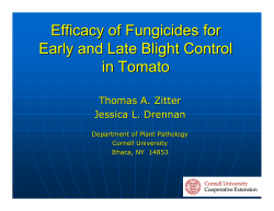 Efficacy of Fungicides for Early and Late Blight Control in Tomato