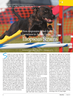 S Iliopsoas Strains Non-responsive Hind-limb Lameness in Agility Dogs: