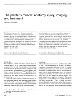 The plantaris muscle: anatomy, injury, imaging, and treatment Andreo A. Spina, DC*