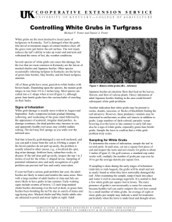 Controlling White Grubs in Turfgrass