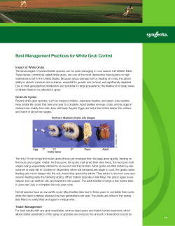 Best Management Practices for White Grub Control