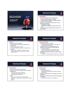 Heartworm Disease Basic Echocardiography Additional Information