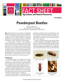 FACT SHEET Powderpost Beetles P Agriculture and Natural Resources