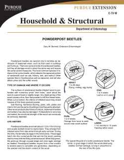Household &amp; Structural PURDUE EXTENSION POWDERPOST BEETLES