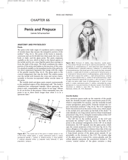 Penis and Prepuce CHAPTER 66 James Schumacher ANATOMY AND PHYSIOLOGY