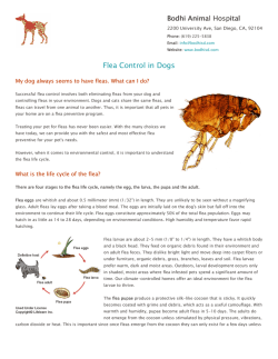 Flea Control in Dogs Bodhi Animal Hospital