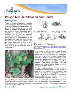 Poison Ivy: Identification and Control  Description