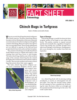 FACT SHEET T Chinch Bugs in Turfgrass Entomology