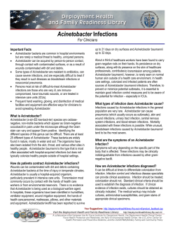 Acinetobacter For Clinicians Important Facts