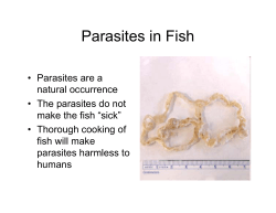 Parasites in Fish