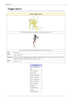 Vagus nerve Nerve: Vagus nerve 1