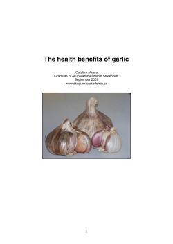 The health benefits of garlic  1 Catalina Hogea