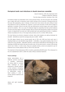 Periapical tooth root infections in South American camelids