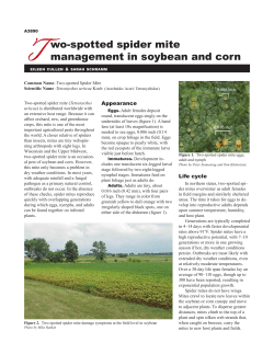 T  wo-spotted spider mite management in soybean and corn
