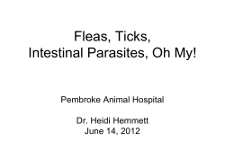 Fleas, Ticks, Intestinal Parasites, Oh My! Pembroke Animal Hospital