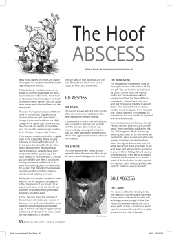 The Hoof ABSCESS THE TREATMENT