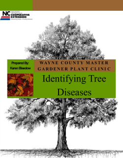 Identifying Tree Diseases
