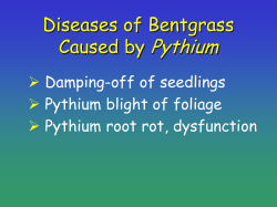 Pythium Diseases of Bentgrass Caused by Ø