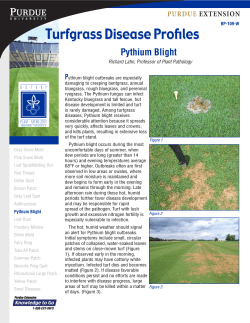 Turfgrass Disease Profiles Pythium Blight Purdue extension