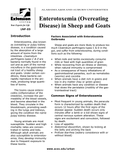 Enterotoxemia (Overeating Disease) in Sheep and Goats Introduction