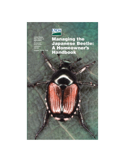 Managing the Japanese Beetle: A Homeowner’s Handbook